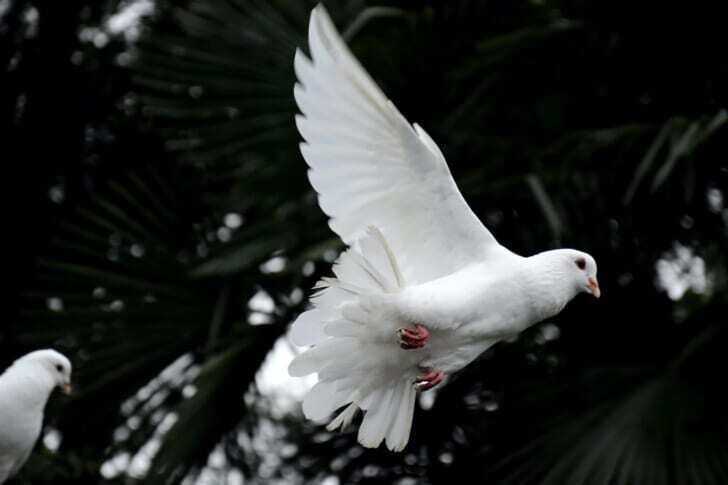 縁起の良い鳥と言われる鳩の写真