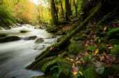 timelapses photo of body of water in middle of trees