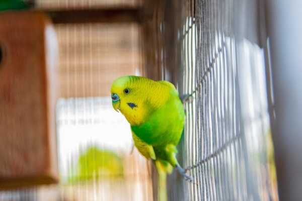 インコのケージレイアウトに必要なグッズ12選 セキセイインコの鳥かごにおすすめの止まり木 餌入れ おもちゃを紹介