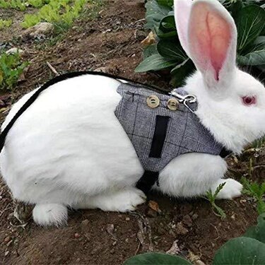 うさんぽにおすすめのうさぎ用ハーネス14選 首輪とリード 服タイプも紹介