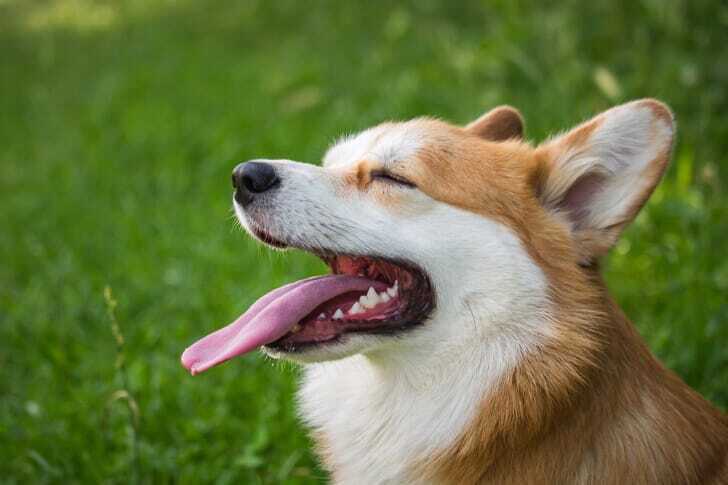 あくびしている犬の写真