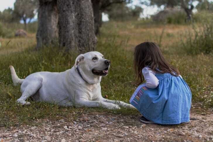 犬と遊ぶ女の子の後ろ姿