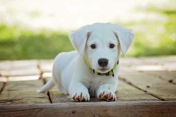 セーフティ ライト ホワイト ペット LED 散歩 犬 首輪 安全 リード