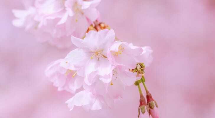 桜の花の写真