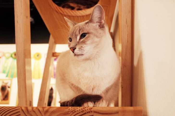 猫が木製のキャットタワーで寛いでいる画像