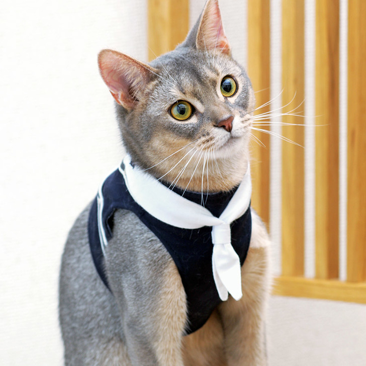 散歩や防災におすすめの猫用ハーネス9選 ダブルロックタイプのハーネスや付け方も紹介