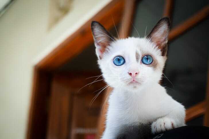 青い目の子猫が何かを見つめている写真