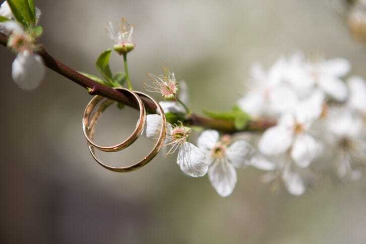 桜の木の枝にリングが2本通っている写真