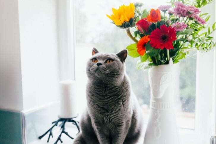 猫と花束の写真