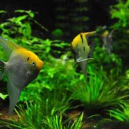 水槽台おすすめ9選 低めのタイプやスチール製 オーダーメイドの可否も解説 水槽台おすすめ9選 低めのタイプやスチール製 オーダーメイドの可否も解説