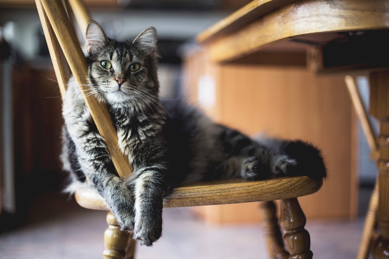 猫がアンティーク調の椅子でまったりしている写真