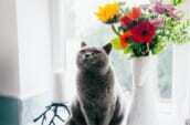 猫と花束の写真