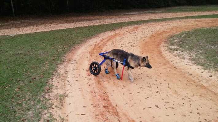 犬用車椅子おすすめ9選 自作の手作り車椅子の作り方やレンタル商品 価格も