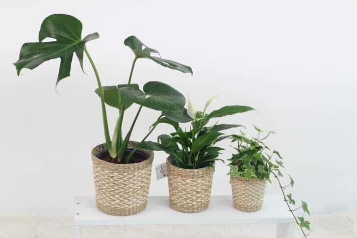 白い台に載っている３種類の観葉植物の写真