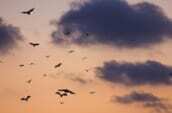 birds on sky