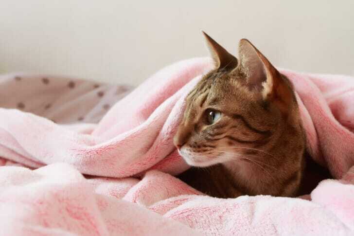 毛布をかぶった猫の写真