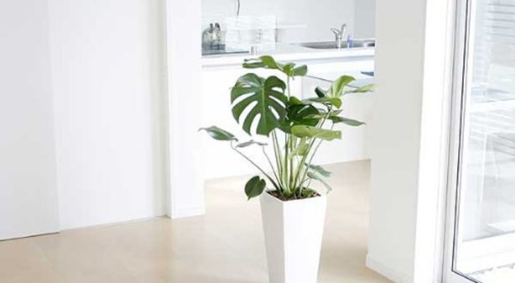 大型観葉植物のあるリビング実例9選 おしゃれで育てやすい観葉植物も紹介