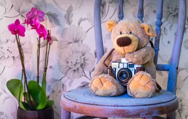 カメラを持った熊の写真