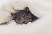 猫が毛布にくるまっている画像