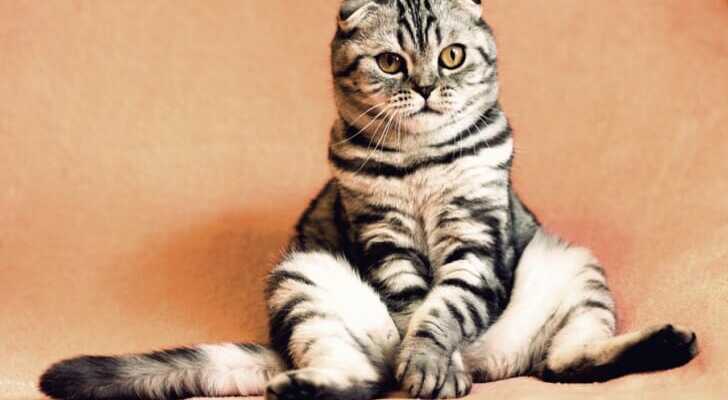座っている猫の写真