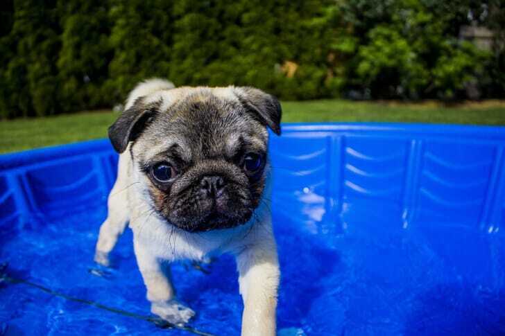 プールで遊ぶ犬の写真