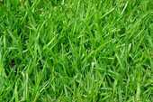 緑の草の画像