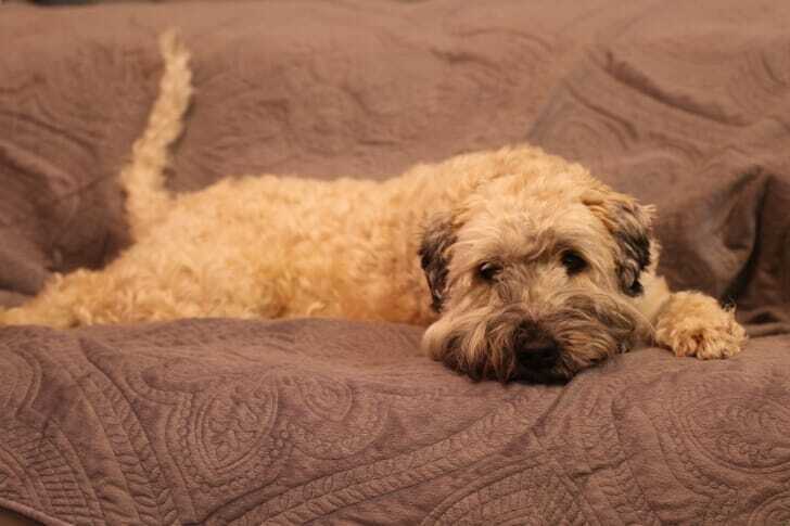 犬が茶色のソファーに横になっている写真