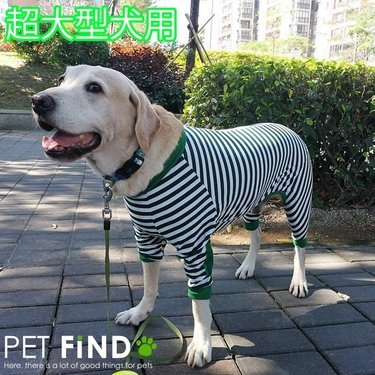 おしゃれな犬服10選 通販で買えるブランドや冬服ダウンも紹介