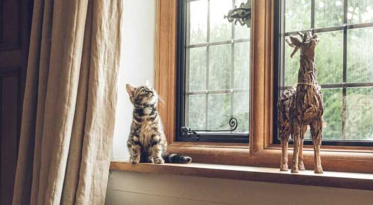 窓辺にいる子猫の写真