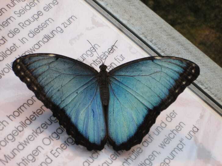 額縁の上で休むモルフォ蝶の写真