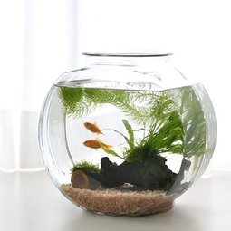 金魚におすすめの水草9選 植え方や育て方にコツがいらないものを紹介