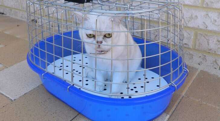 キャリーバッグに入った猫の写真