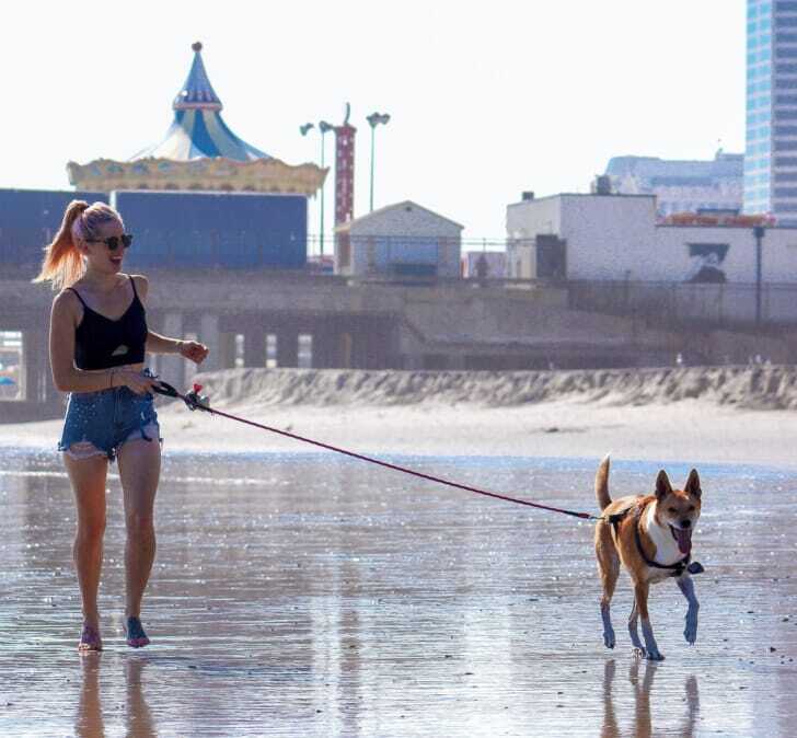 散歩する犬の写真