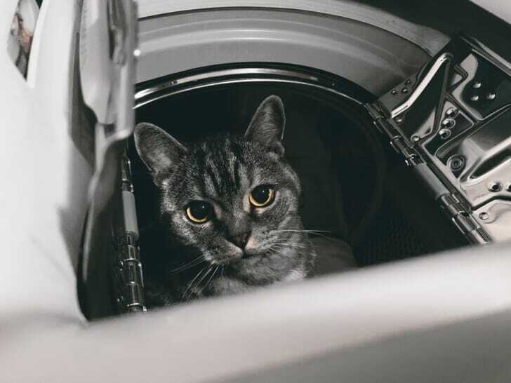 洗濯機の中に猫がいる画像
