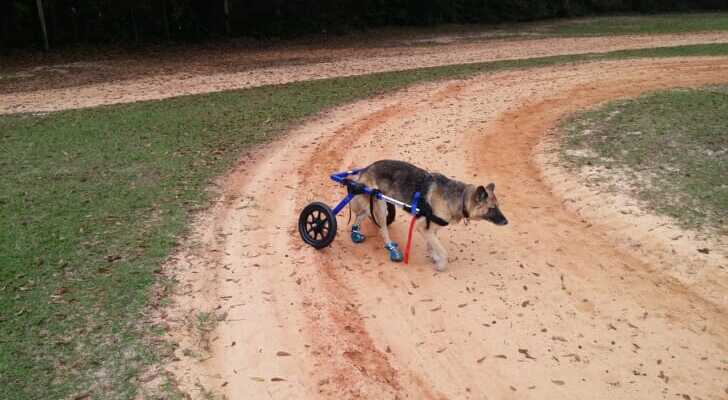 犬用車椅子おすすめ9選 自作の手作り車椅子の作り方やレンタル商品 価格も