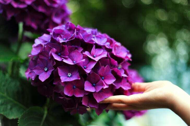 紫の紫陽花に手を添えている写真