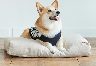 おすすめの犬用ベッド10選 大型犬も小型犬も使える丈夫で洗えるタイプ 