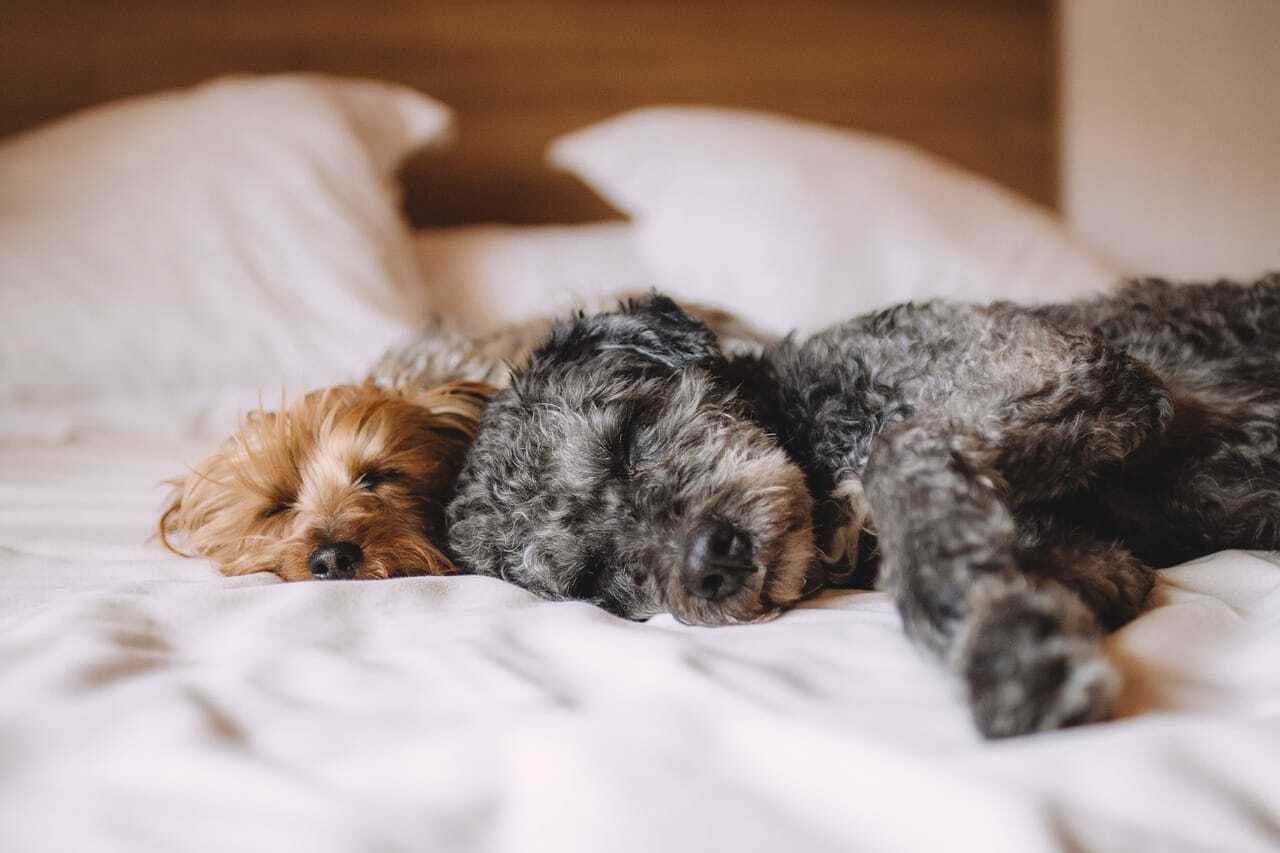 ベッドに犬が2匹寝転がる写真