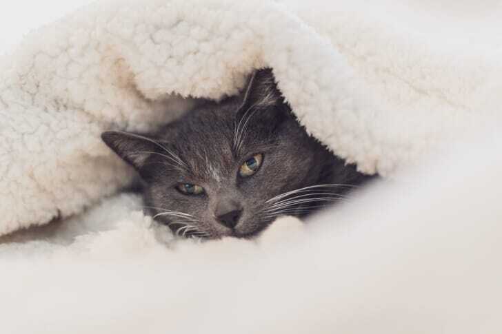 毛布にくるまった猫の写真