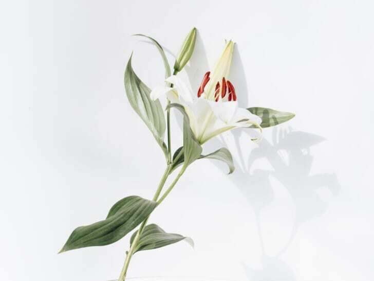 喪中の弔い花にふさわしい白い百合の写真