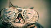 メガネをかけた猫の写真