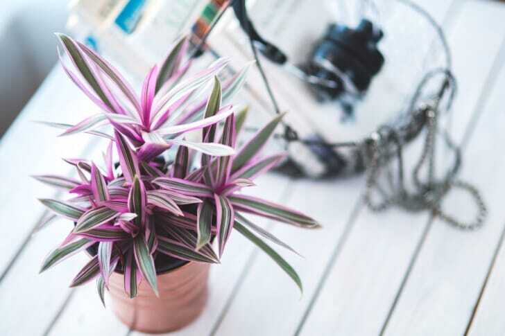 観葉植物のコバエ対策特集 オルトランなど人気の駆除グッズも紹介 観葉植物のコバエ対策特集 オルトランなど人気の駆除グッズも紹介