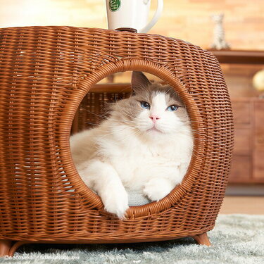 おすすめの猫用ベッド15選 冬用や夏用 人気のドームベッドなどおしゃれでかわいい猫用ベッドを紹介