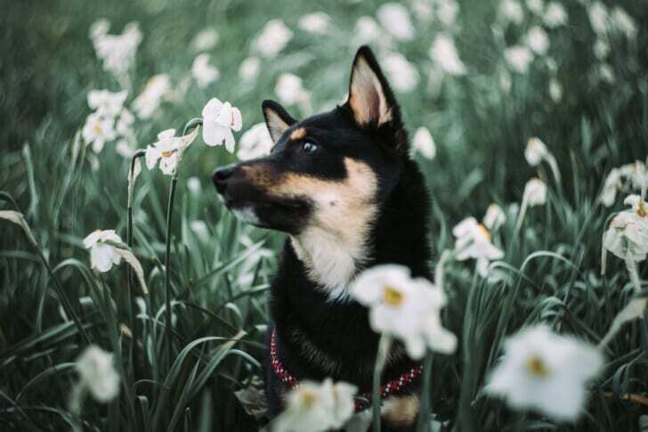 白い花に囲まれた犬の写真