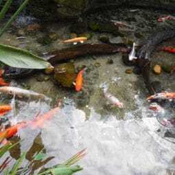 金魚におすすめの水草9選 植え方や育て方にコツがいらないものを紹介 金魚におすすめの水草9選 植え方や育て方にコツがいらないものを紹介