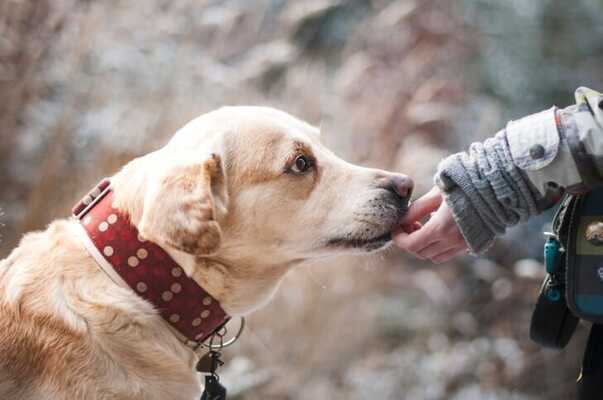 クリッカーおすすめ11選 犬や猫のクリッカートレーニングについても解説