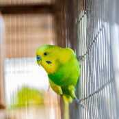 インコのケージレイアウトに必要なグッズ12選 セキセイインコの鳥かごにおすすめの止まり木 餌入れ おもちゃを紹介