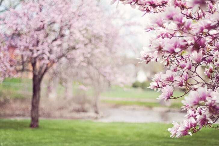 magnolia trees, springtime, pink flowers