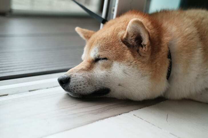 床で眠っている柴犬の写真