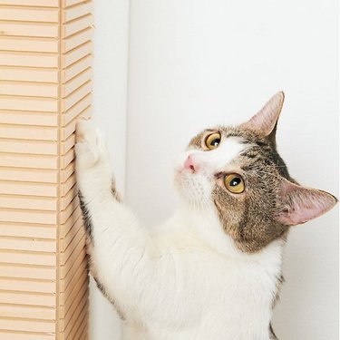 猫の爪とぎから壁や壁紙を守る対策グッズおすすめ9選 ダンボール製爪とぎや自作爪とぎでしつけしながら壁の傷を防止